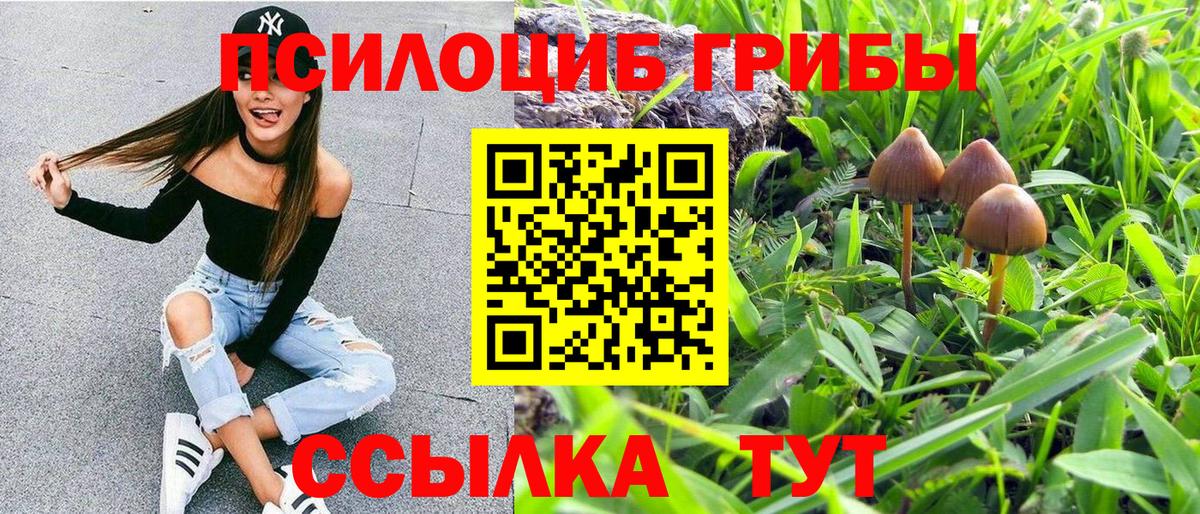 Новодвинск  Псилоцибиновые грибы Cubensis  Вход с VPN 